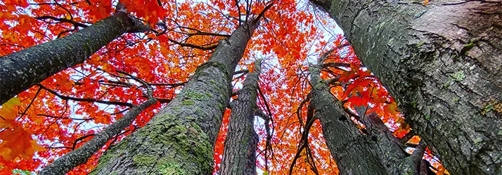 SA – Maine Advanced Spinal Care in Maine